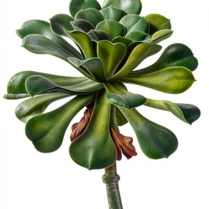 Botany of Cacti & Succulents: A Vintage Guide-0
