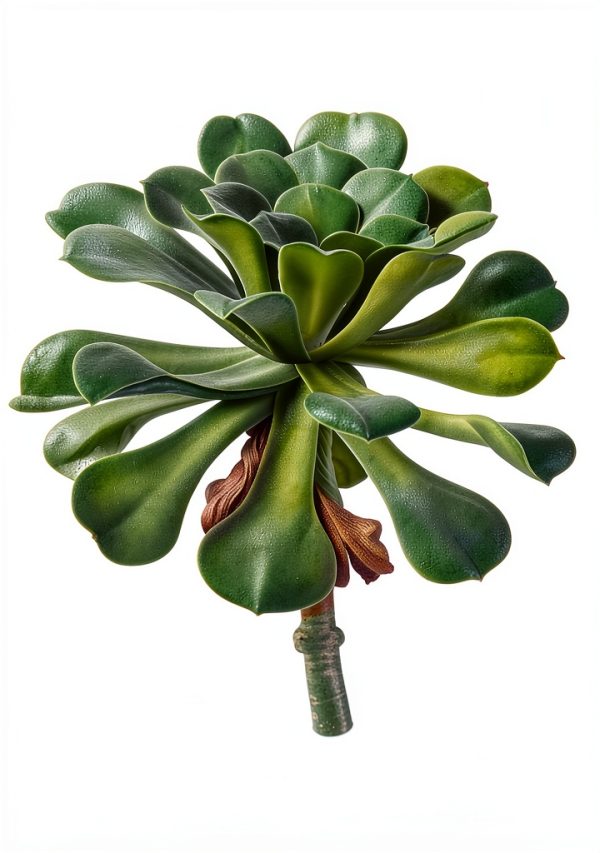 Botany of Cacti & Succulents: A Vintage Guide-0